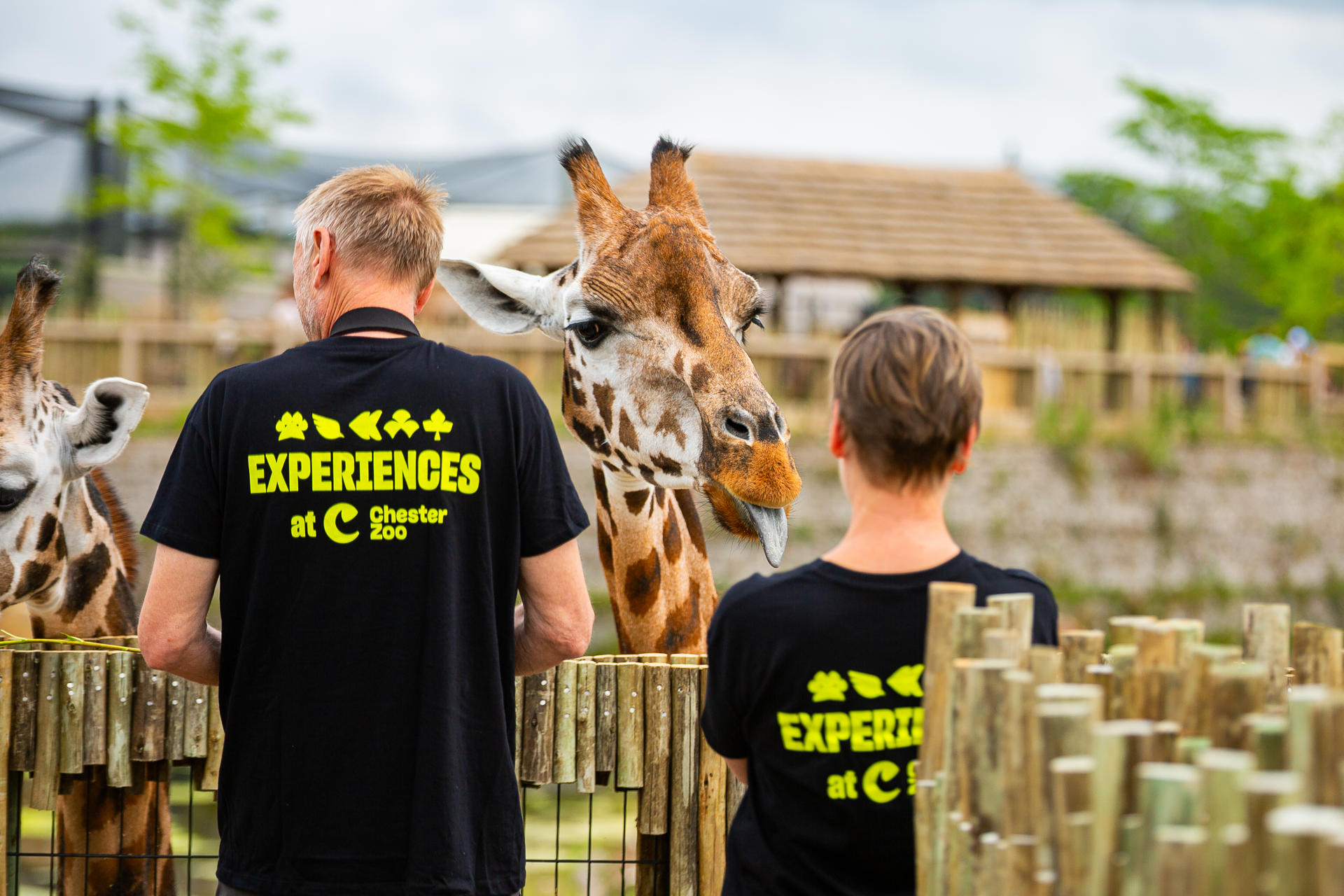 New Giraffe Experience 022