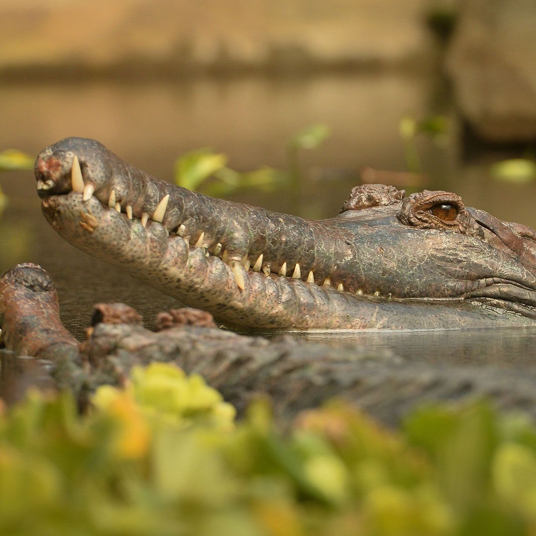 Sunda gharial crocodile at Chester Zoo