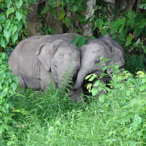 Borneo Elephants