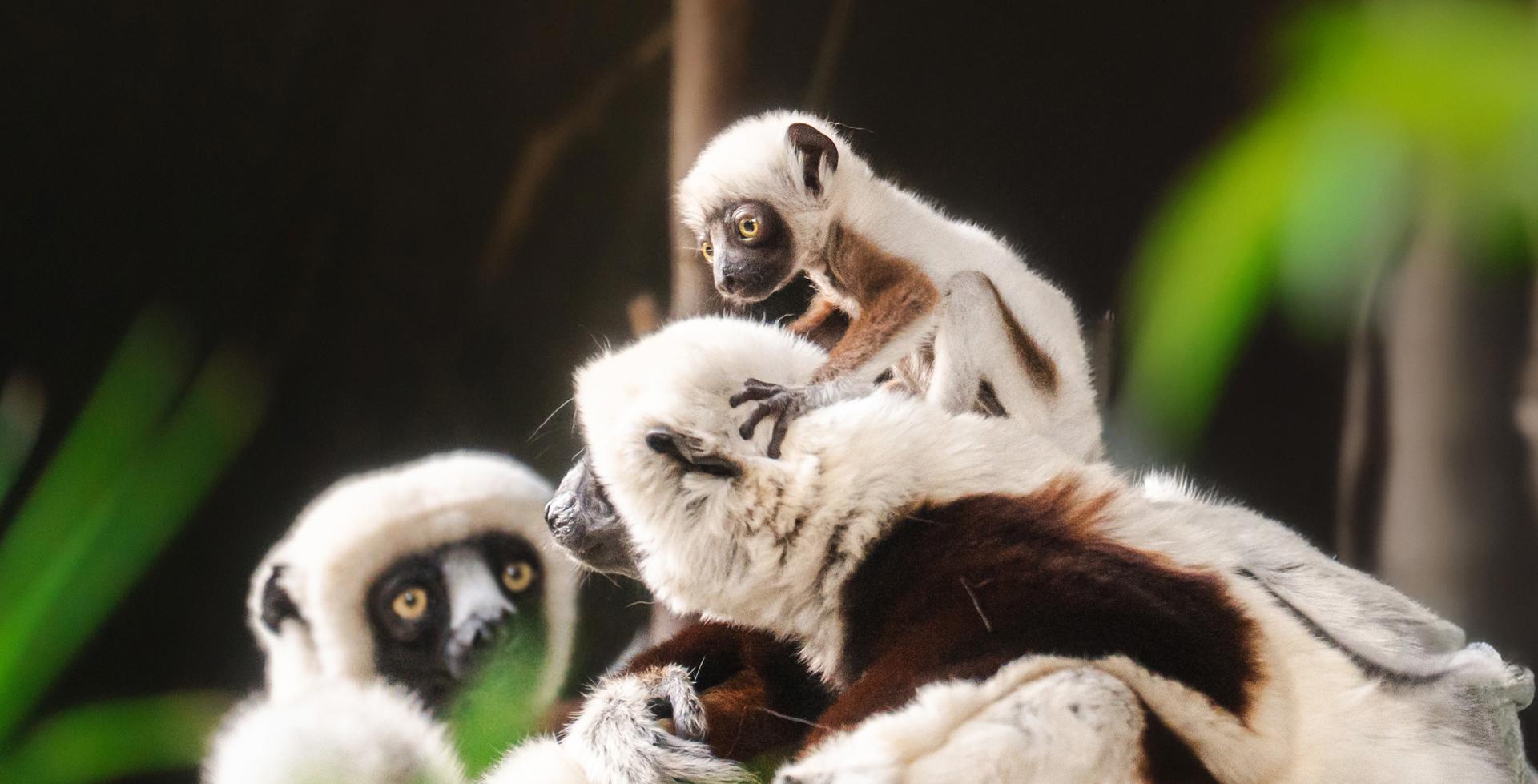 2025 02 SIFAKA BABY5