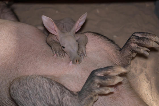 Womble Has Gone Strength To Strength And Now Lives Full Time With Mum, Oni4