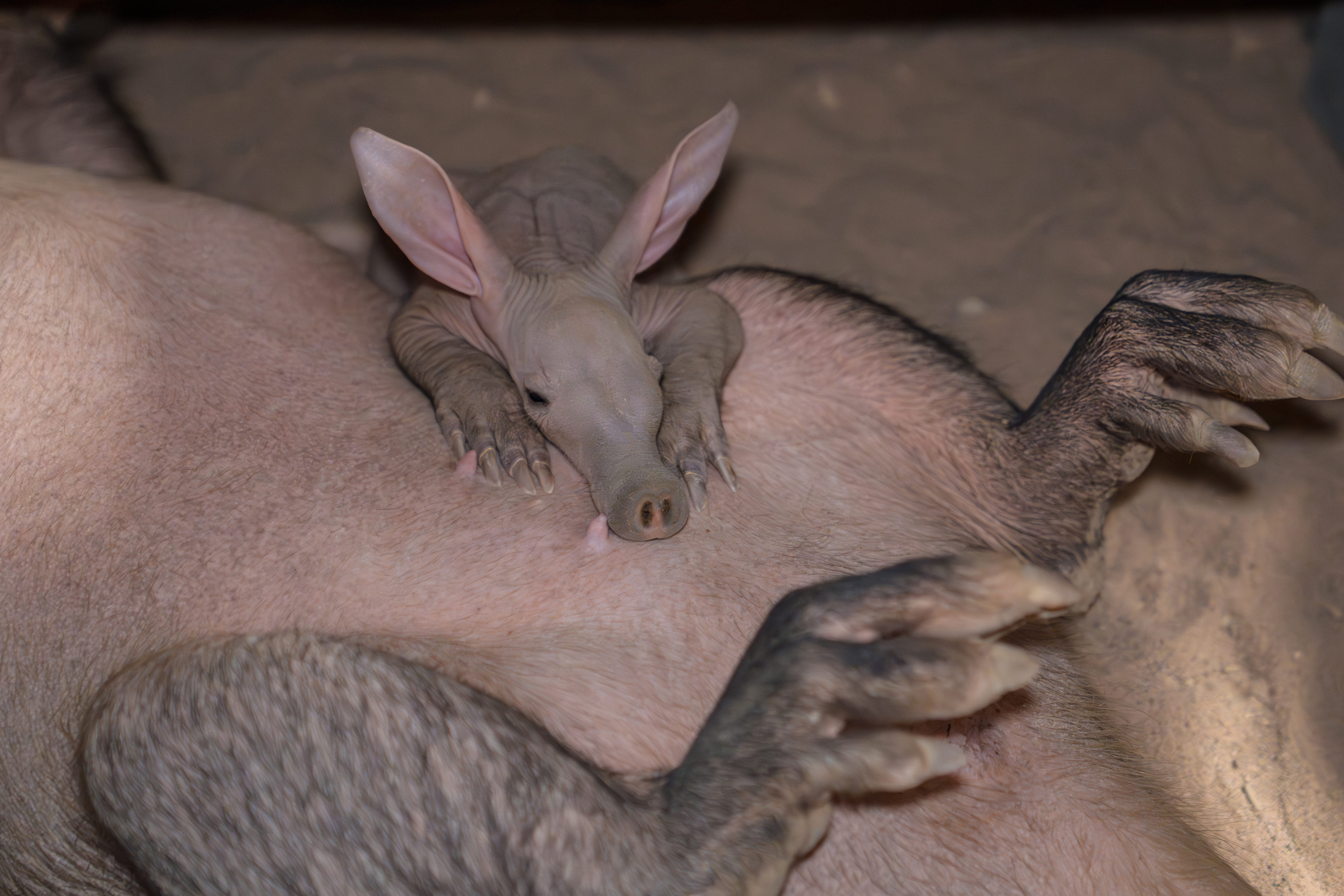 Womble Has Gone Strength To Strength And Now Lives Full Time With Mum, Oni4
