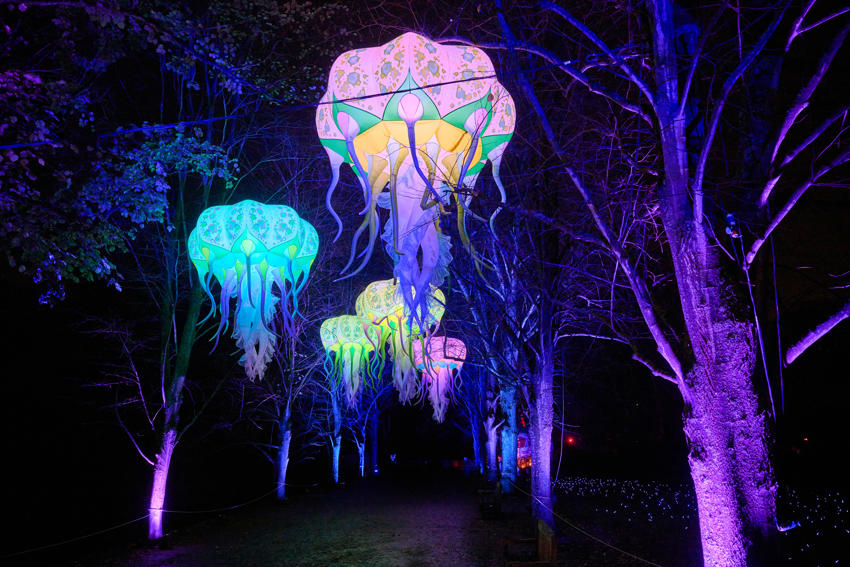 Jellyfish 2