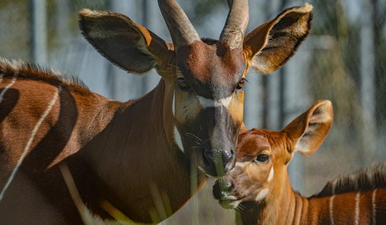 Rare Mountain Bongo At Chester Zoo Desktop 1400X817