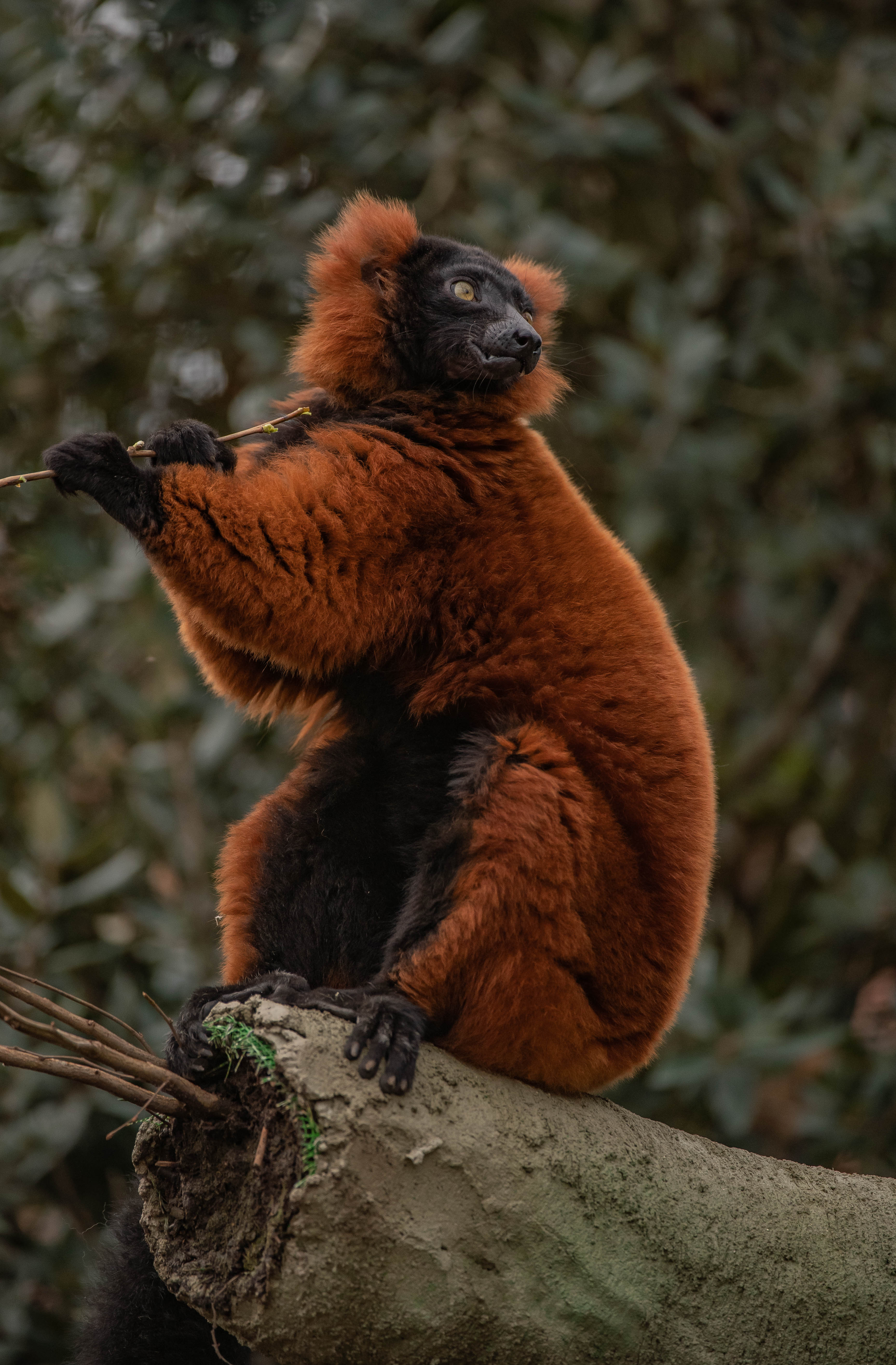 Red Ruffed Lemur 6
