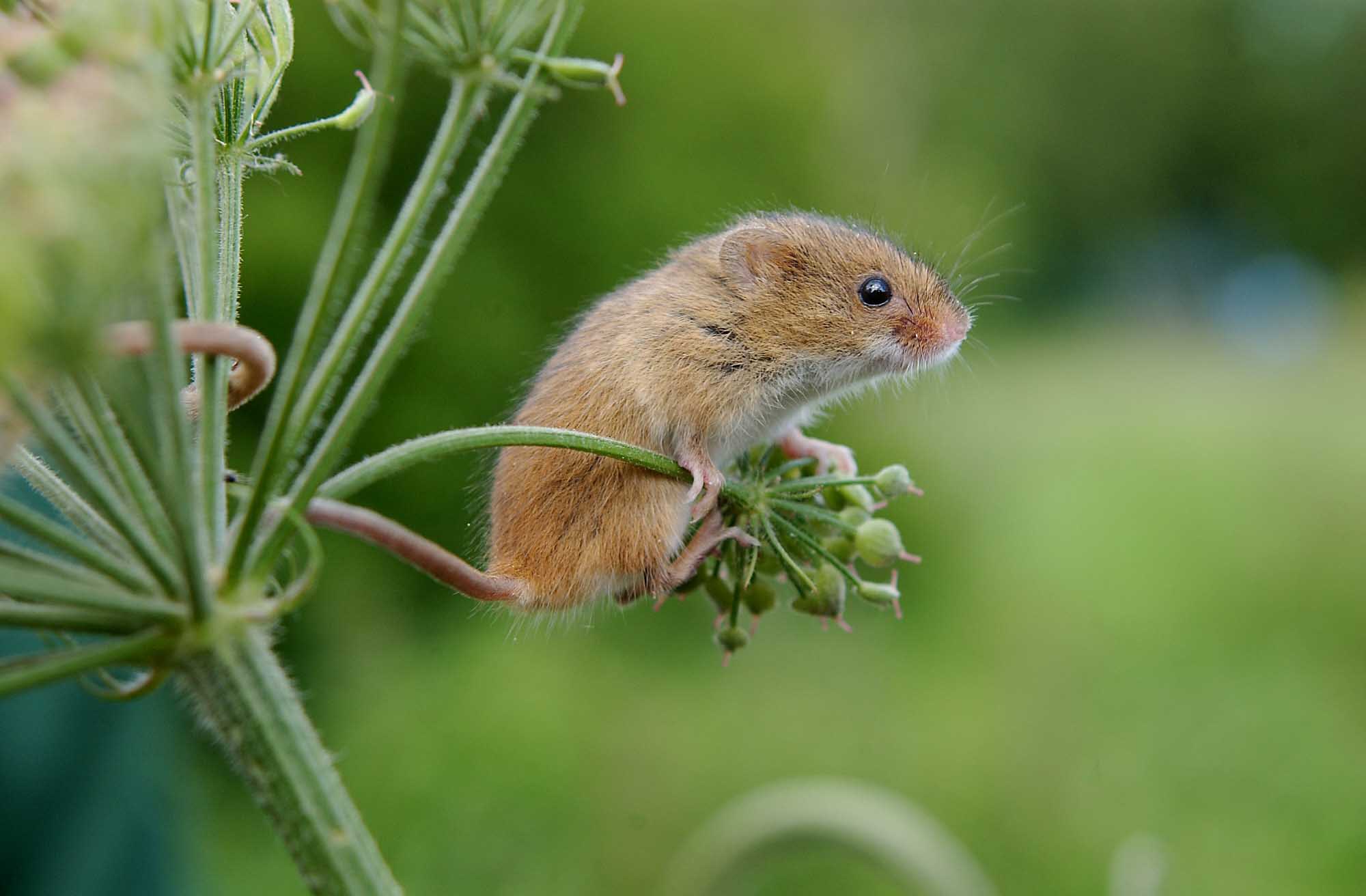 Harvest Mice