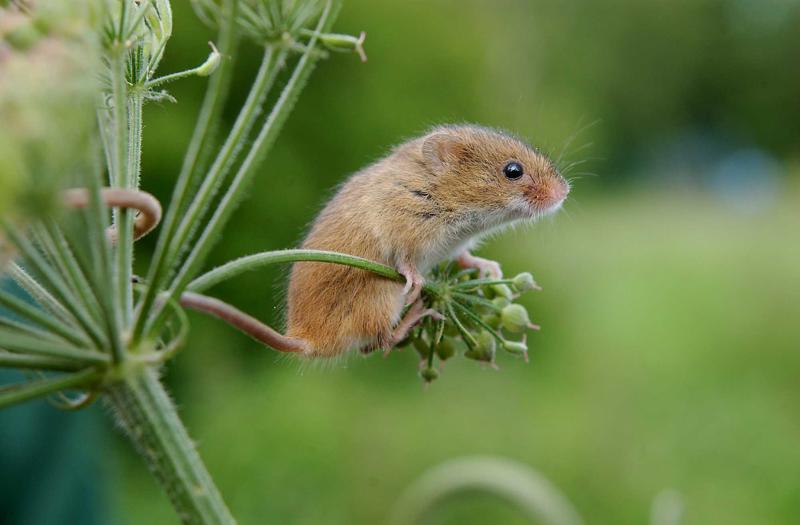 Harvest Mice
