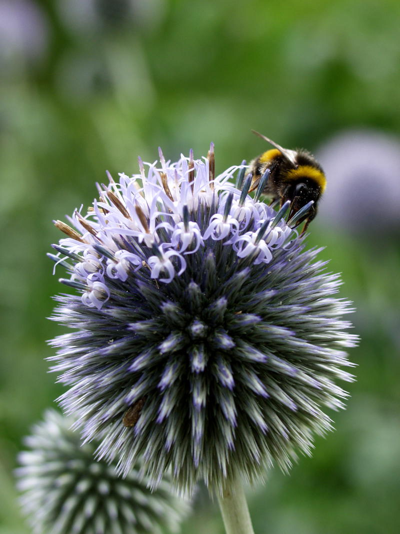 Bee On Echinops