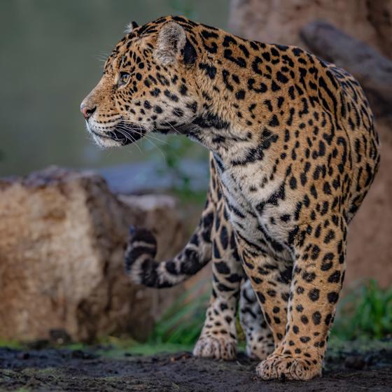 Mother And Son Jaguar Duo Bonita And Remi Explore Their New Retirement Home At Chester Zoo. Pictured Remi10 (1)