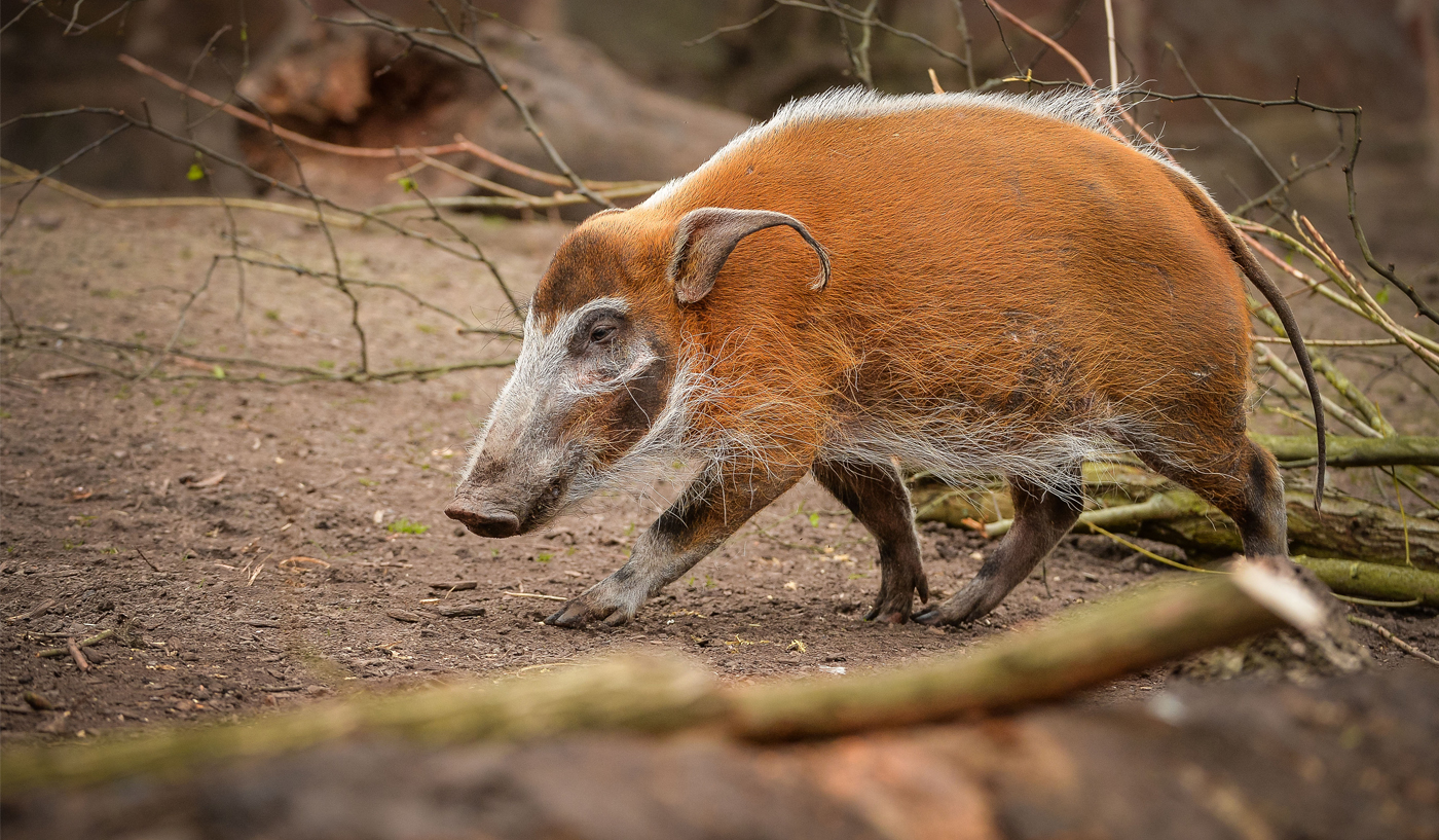 Red river hog at Chester Zoo