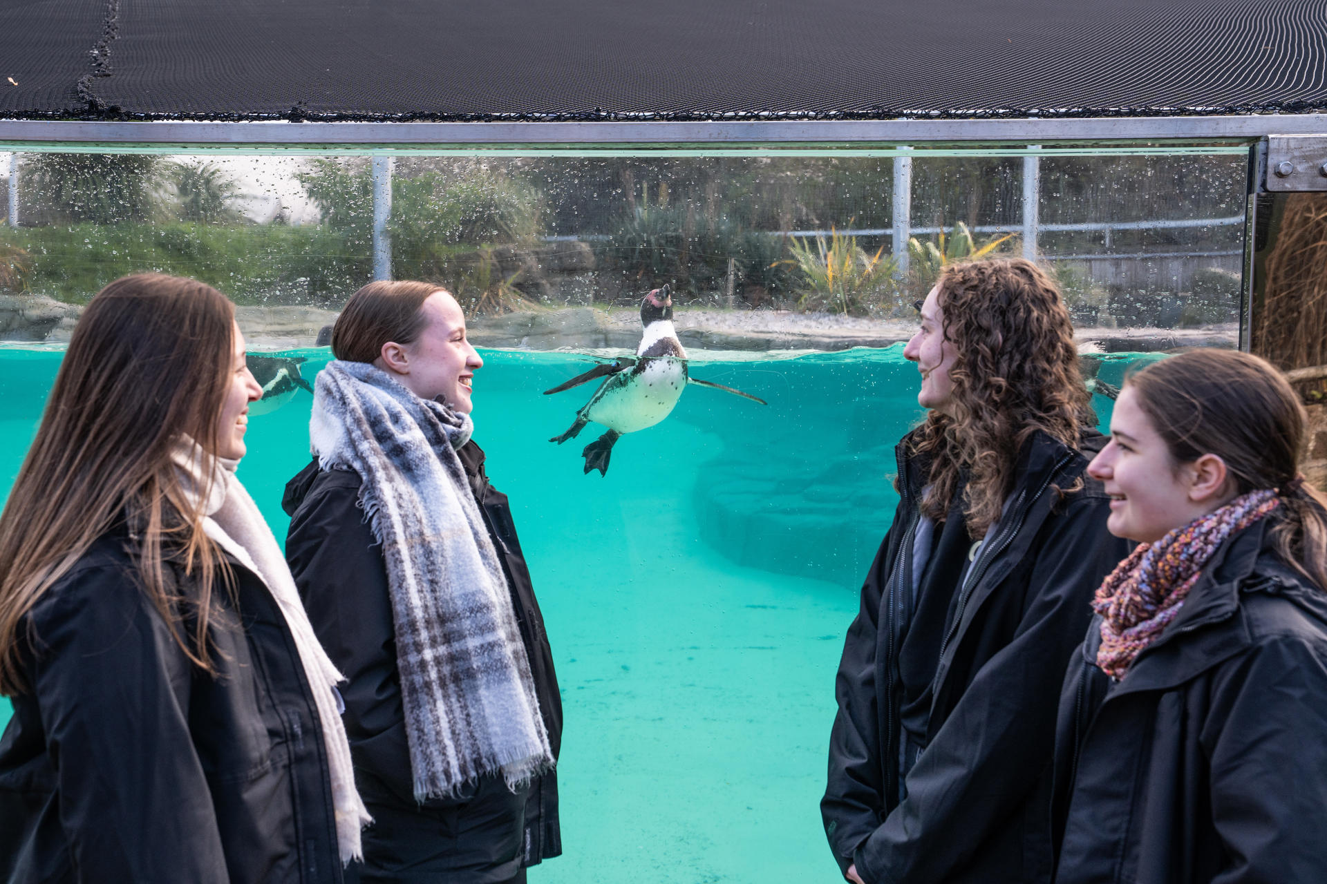 Higher education students standing beside the penguin habitat. The students are having a chat. The penguins are swimming