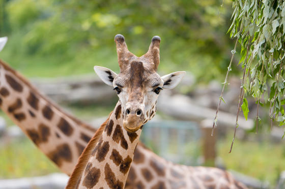 Meet Kris The Rare Giraffe On A Very Important Date8