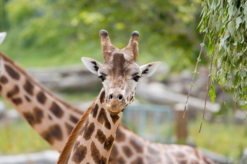 Meet Kris The Rare Giraffe On A Very Important Date8