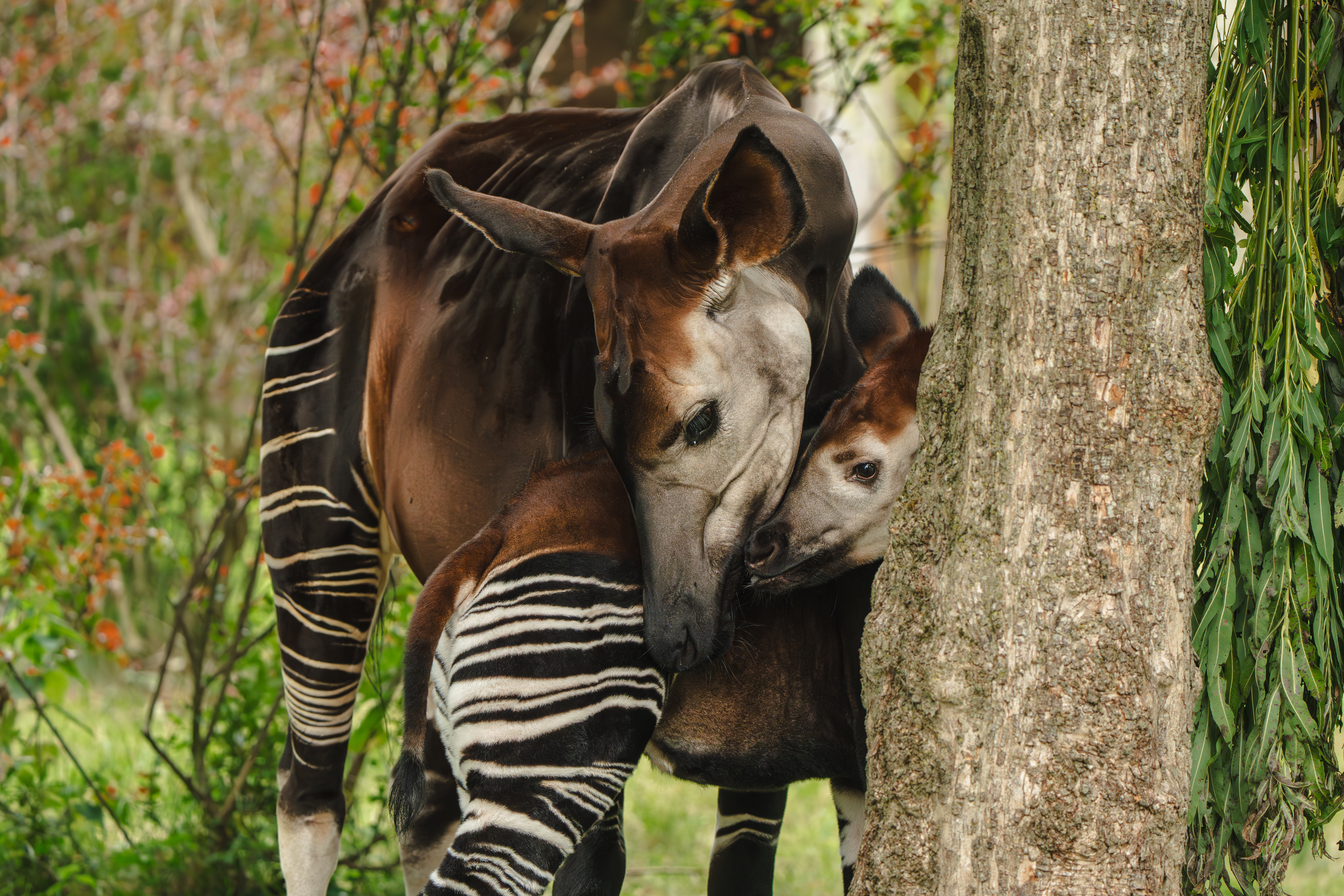 Okapi Calf Miloli Leaves The Nest For The First Time And Steps Into The Sunshine For His First Outdoor Adventure20