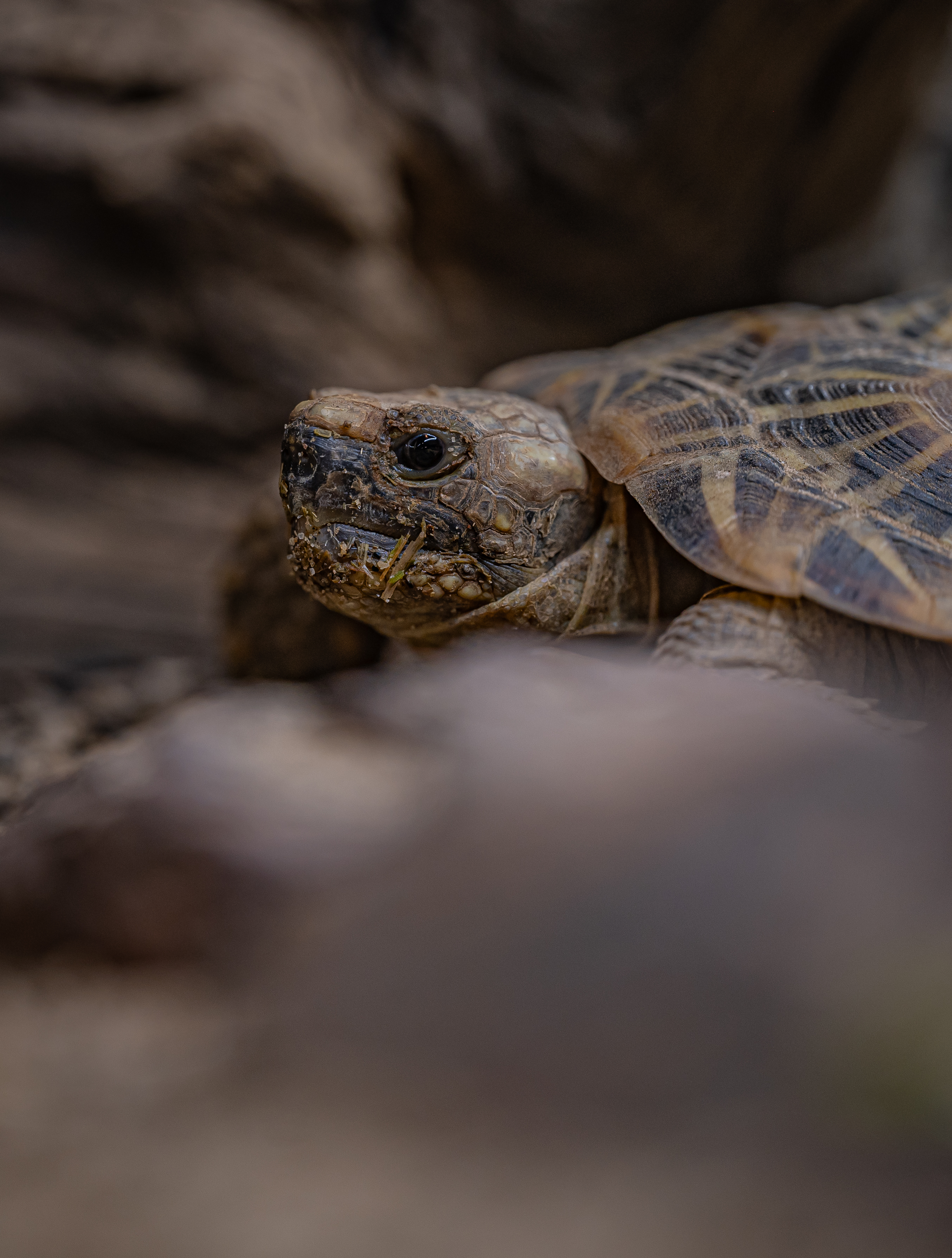 Pancake Tortoise 004