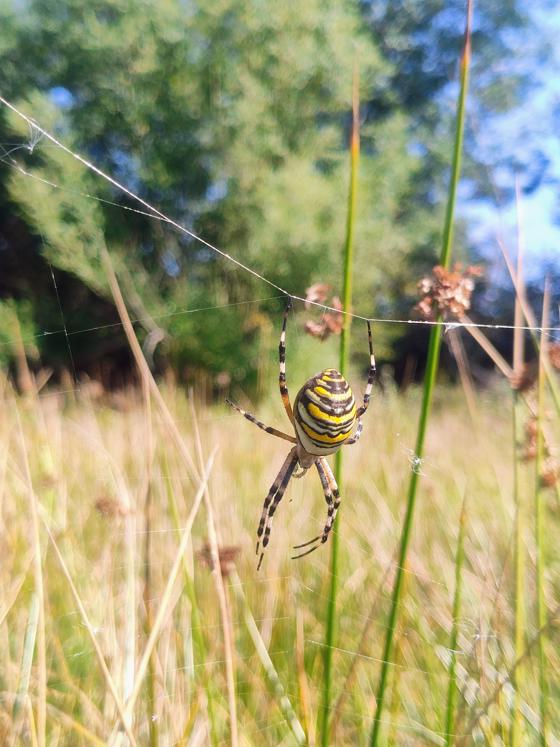 Striking ‘Climate Refugee’ Spider Found In Cheshire For The First Time (C) Chester Zoo5