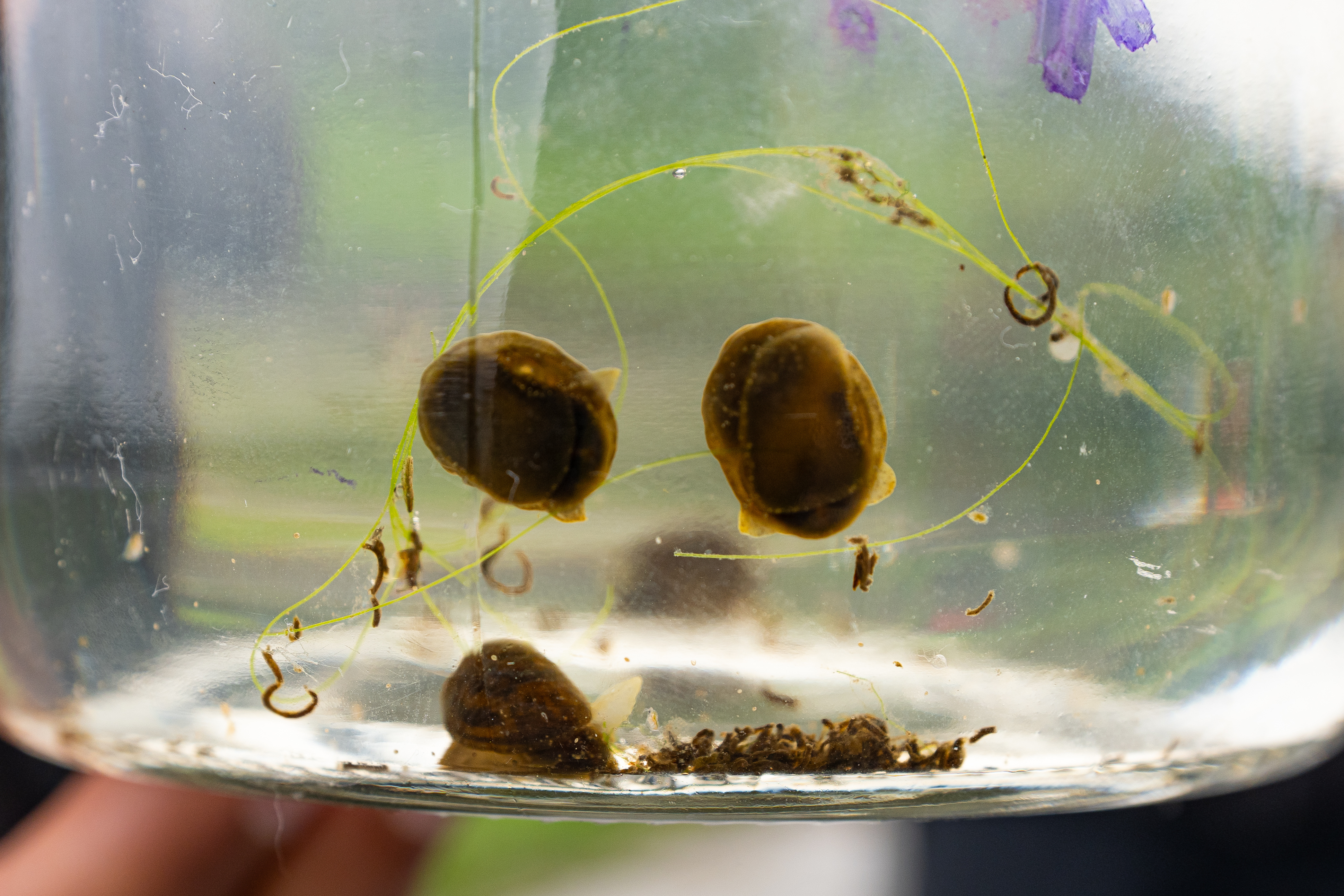 Glutinous Snail Pick Up Lake Bala 38