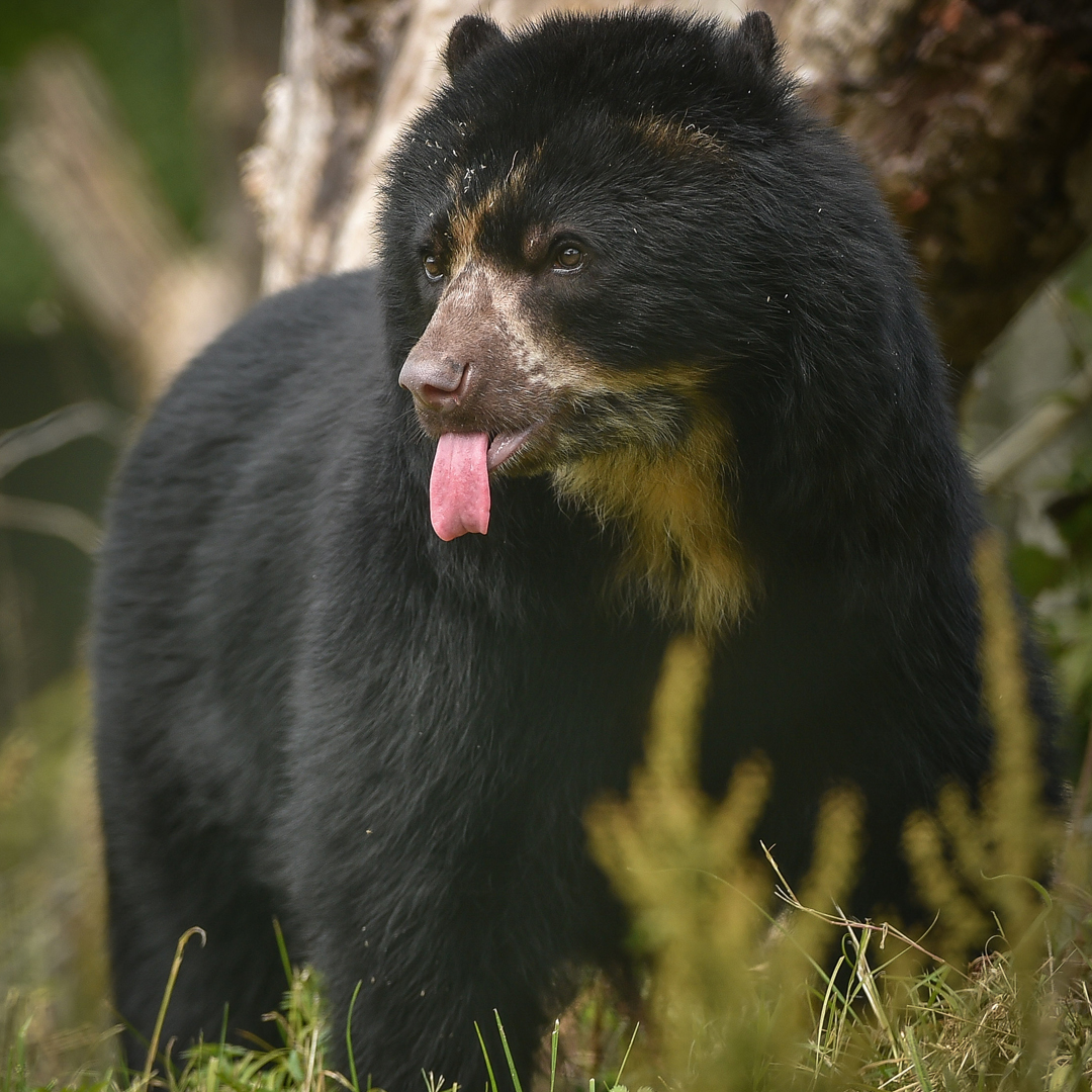 Andean Bear 1