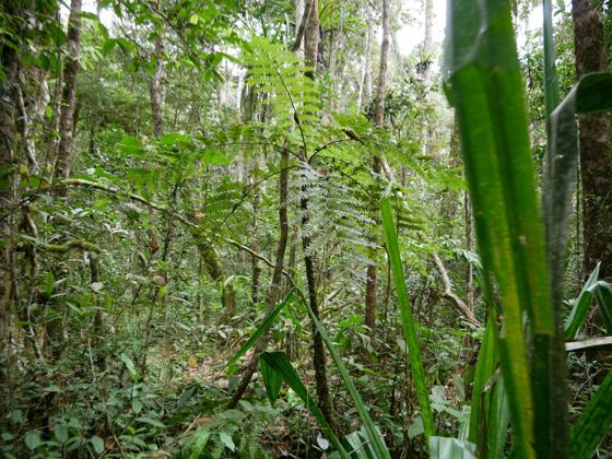 Primary Rainforest Andasibe 2017 0002 Scaled