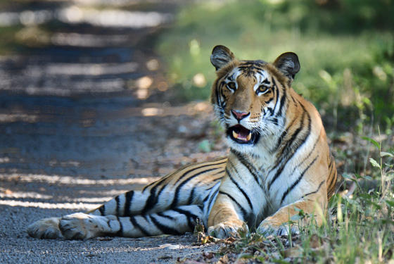 Tiger Project 5 Copyright Mayukh Chatterjee