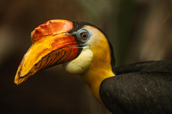 Hornbill 5
