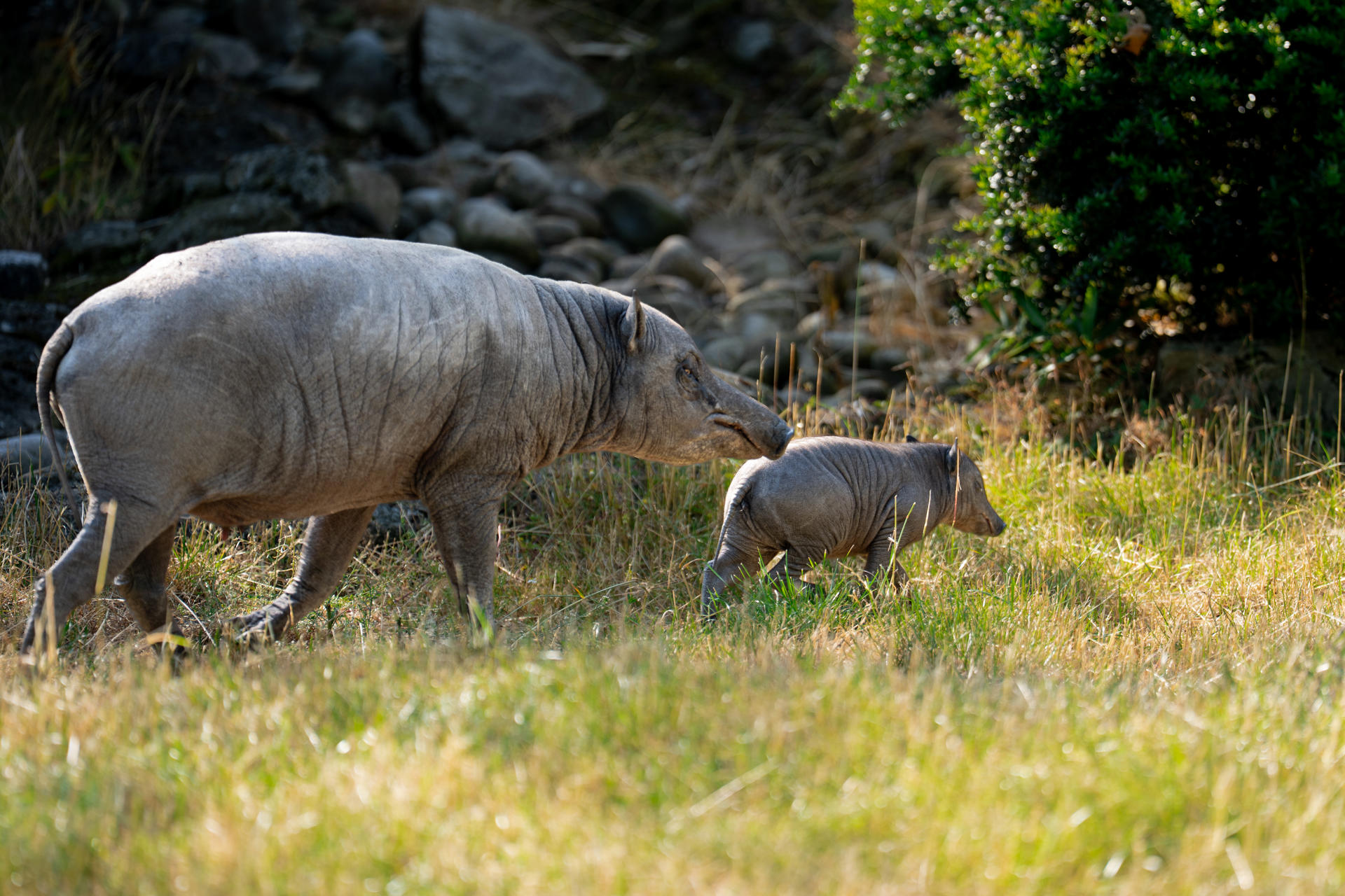 Babirusa Piglet 202616