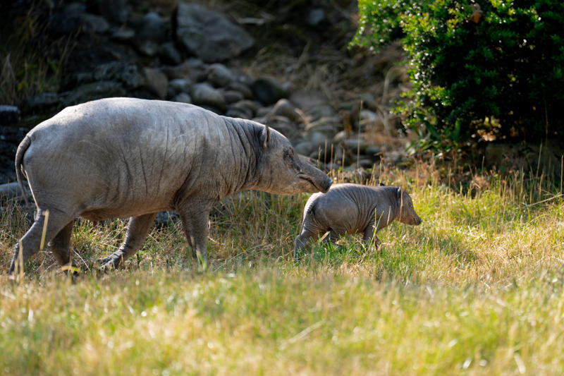 Babirusa Piglet 202616