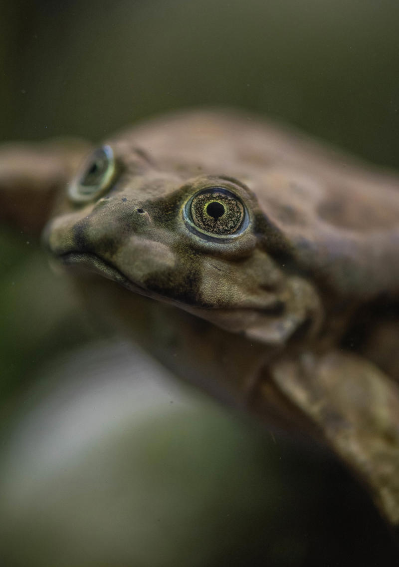 Lake Titicaca frog at Chester Zoo