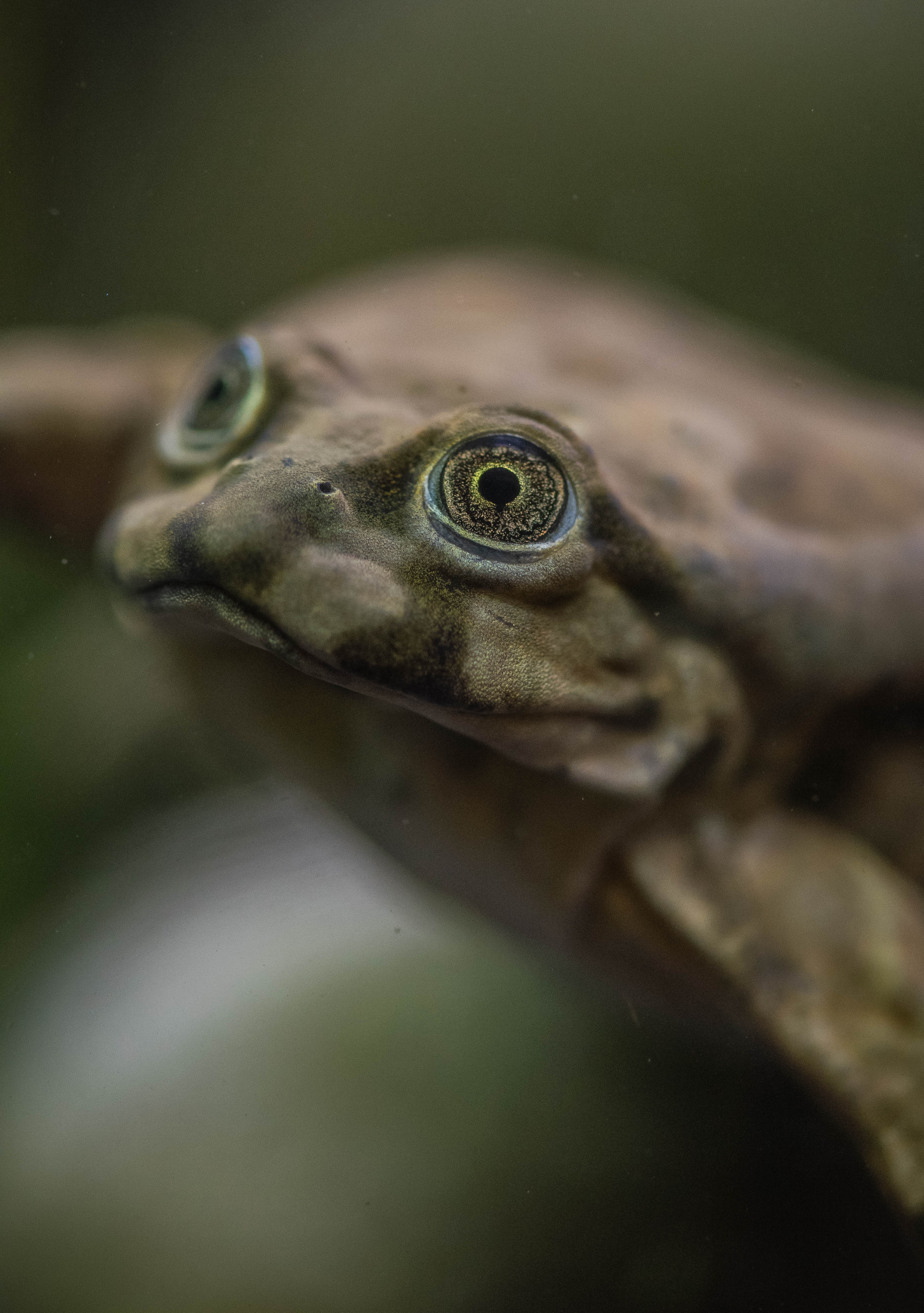 Lake Titicaca frog at Chester Zoo