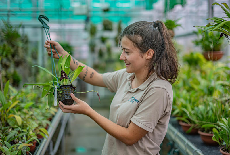 Chester Zoo’S Dracula Orchids Recognised As A Nationally Important Conservation Collection (3)