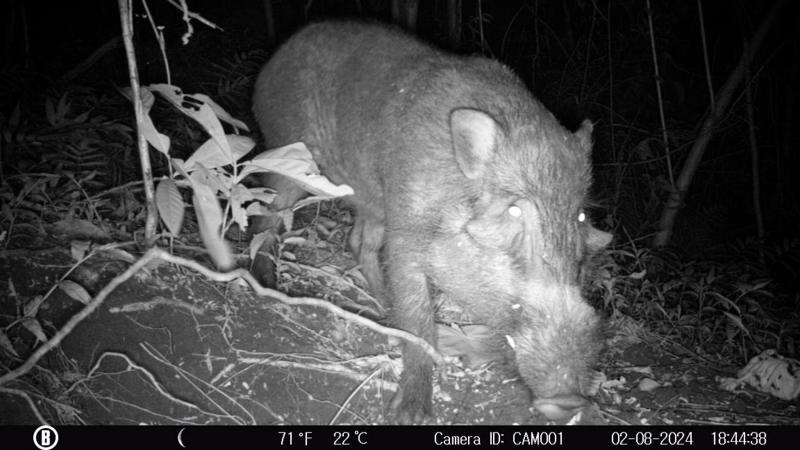 A night time camera trap image of a warty pig in Java. It is facing the camera.