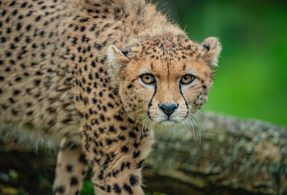 Cheetah Brothers Arrive At Chester Zoo To Help Save Their Species From Extinction 18