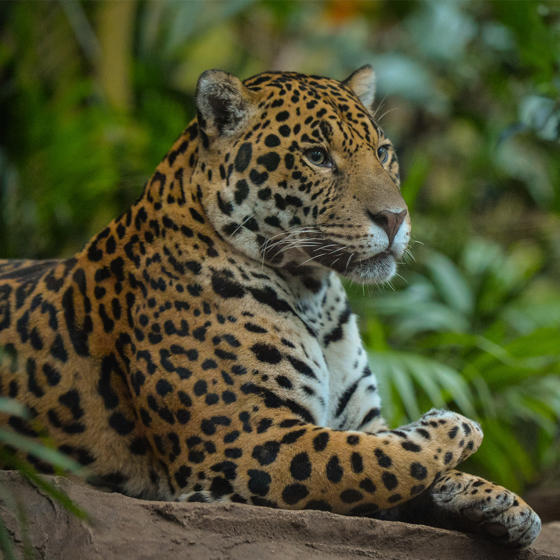 Jaguar At The Zoo 4