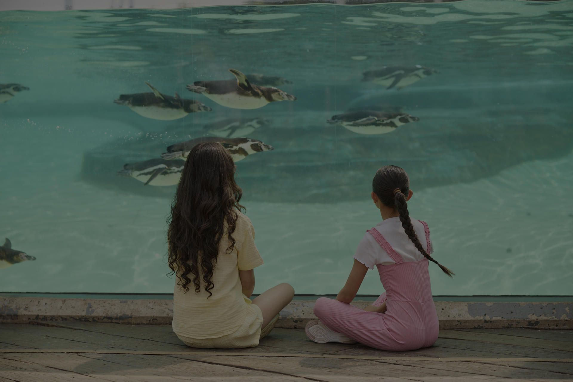 Children Penguins Overlay