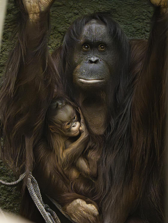 A Critically Endangered Bornean Orangutan Has Been Born At Chester Zoo 2
