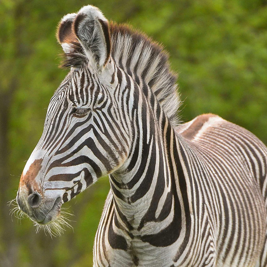 Zebra 5