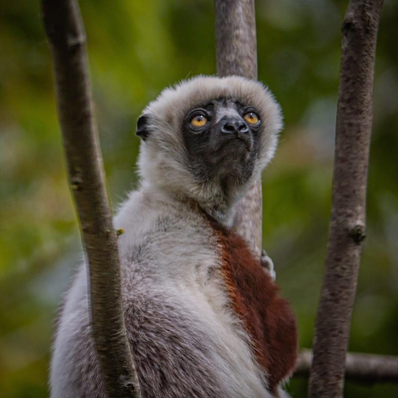 Sifaka at Chester Zoo