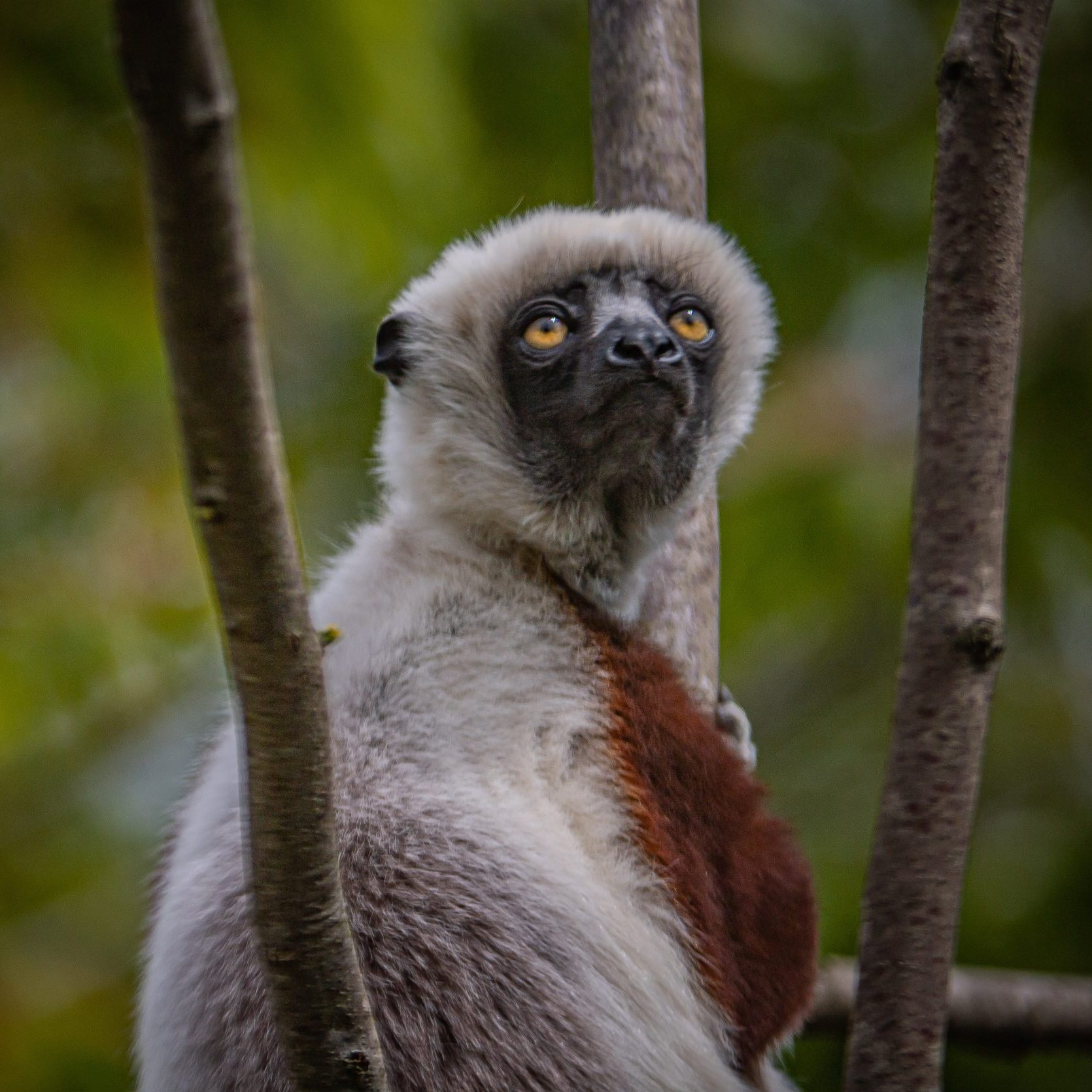 Sifaka at Chester Zoo
