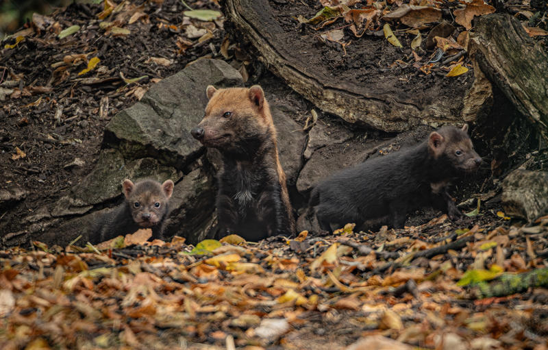 UK’S Only Bush Dog Pups Emerge From Den At Chester Zoo 11