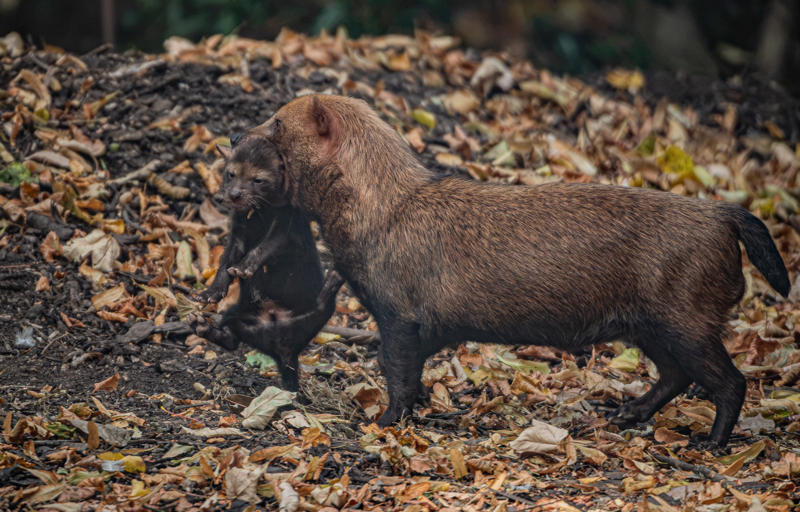 UK’S Only Bush Dog Pups Emerge From Den At Chester Zoo 6