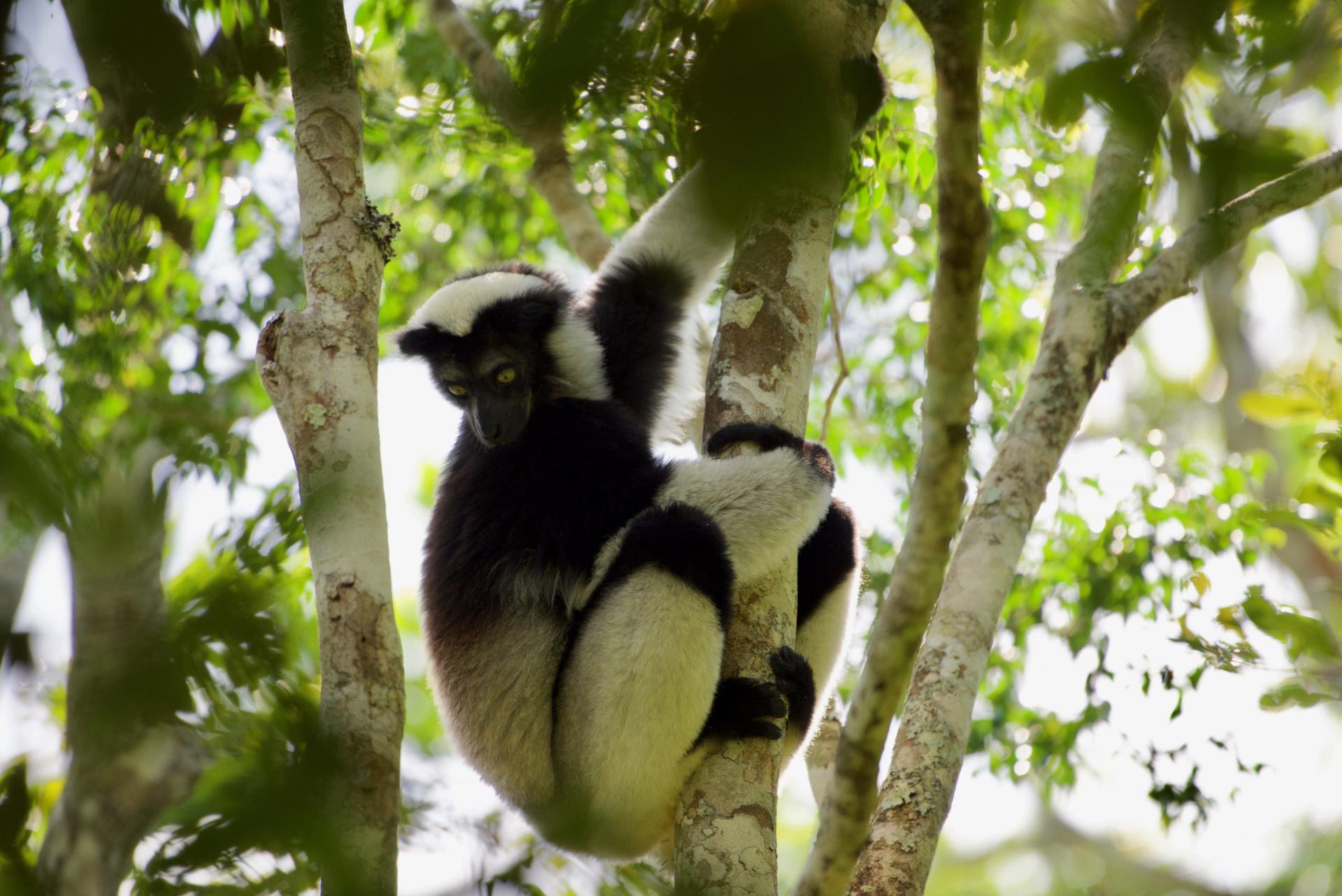 Indri Lemur Mangabe