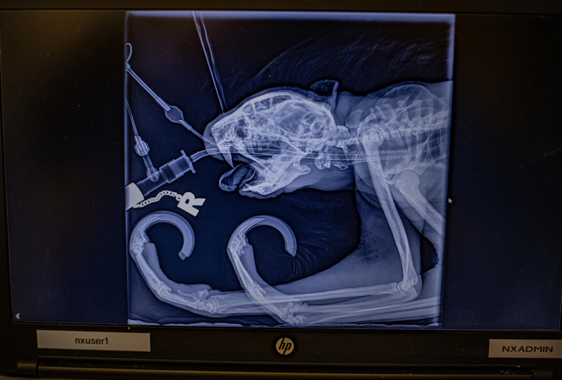 A Two Toed Sloth Has Undergone Pioneering Dental Surgery At Chester Zoo To Cure Toothache