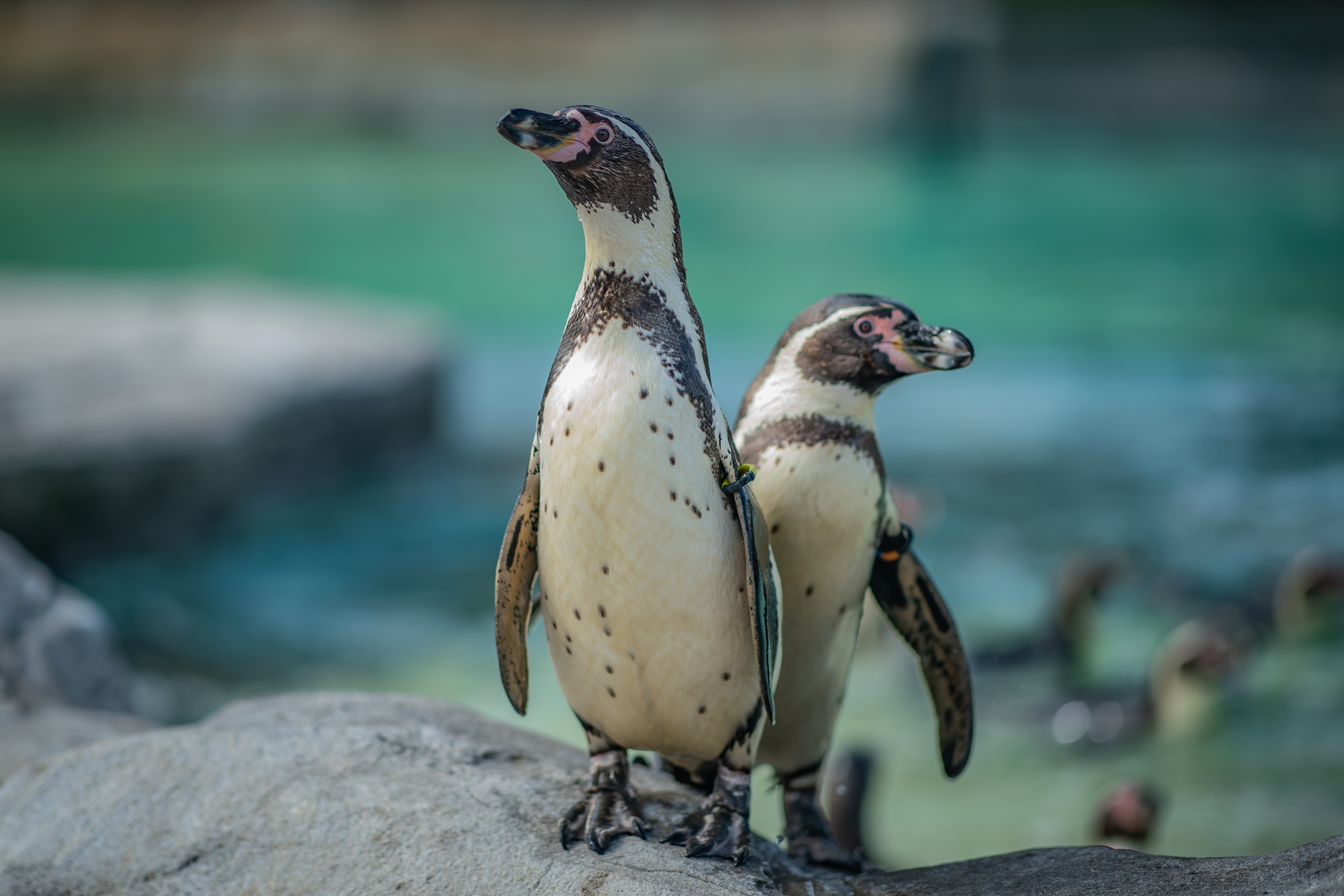 Humboldt Penguins On A Rock