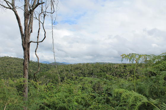 Forest Landscape (1) Madagascar 2016 (C) Francesca Santoni CZ