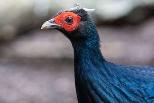 A close up shot of a Vietnam Pheasant, a bird with iridescent blue feathers and a red fleshy pattern around its eyes