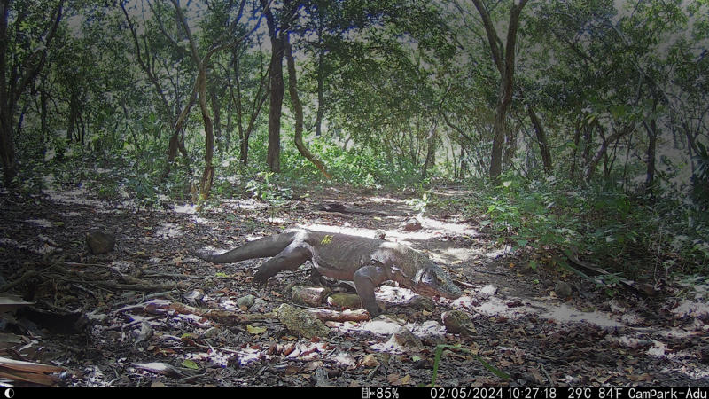 A camera trap photograph of a komodo dragon walking through undergrowth