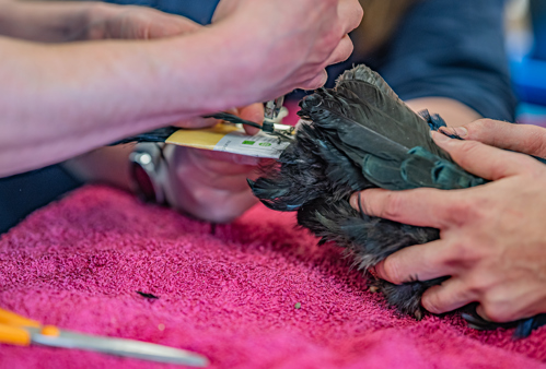 A close up shot of the tag being applied to the tail feathers of a Vietnam Pheasant