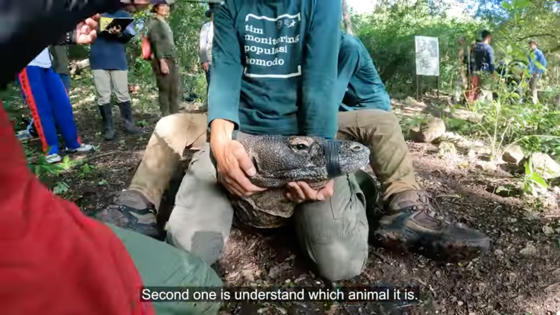 Komodo Dragon Video