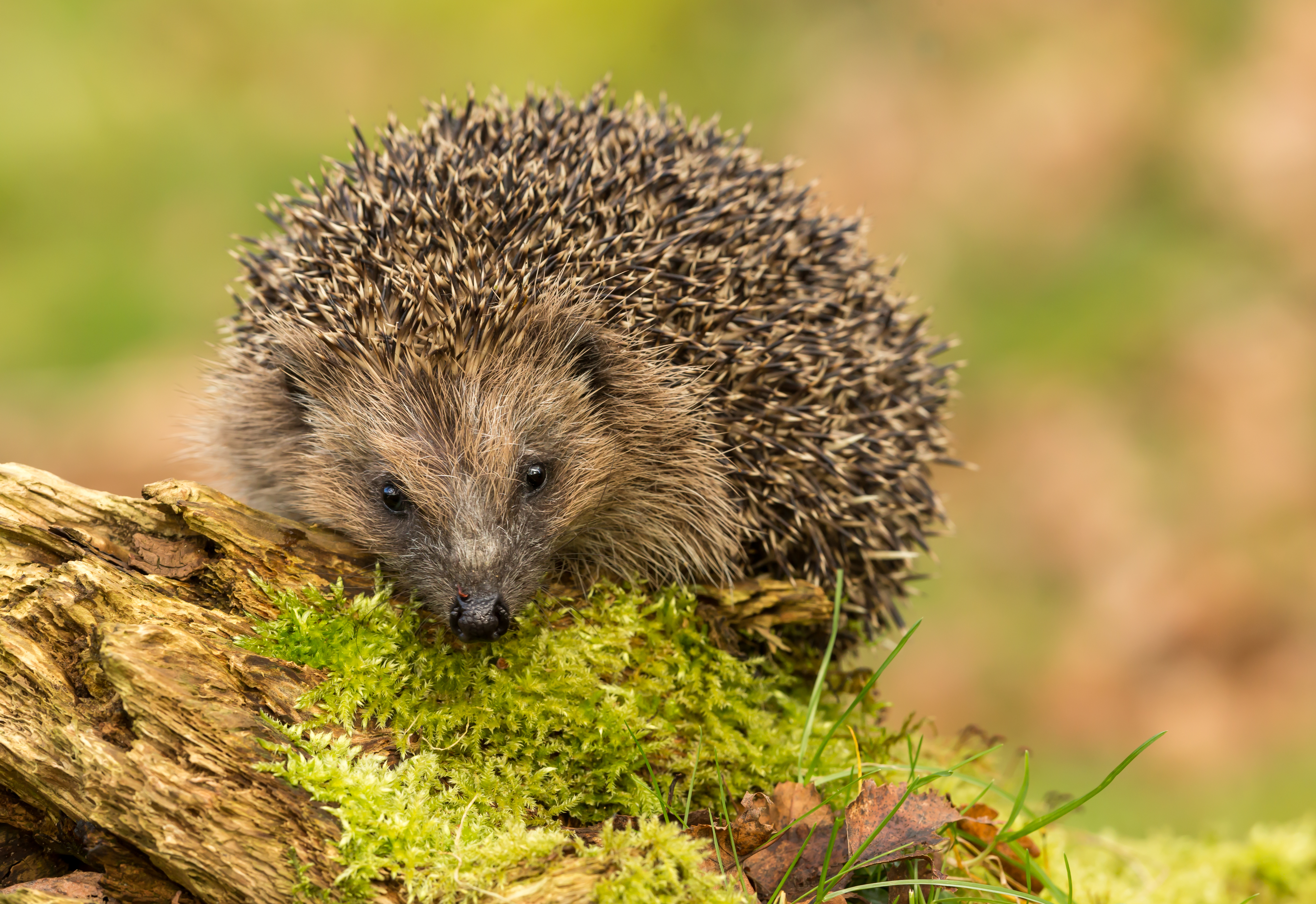 Hedgehog's Have Been Spotted By Conservationists Monitoring Threatened Wildlife At Chester Zoo's Nature Reserve