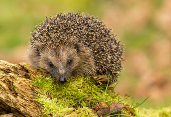 Hedgehog's Have Been Spotted By Conservationists Monitoring Threatened Wildlife At Chester Zoo's Nature Reserve